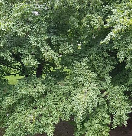 Orhideja Osijek Apartman Kültér fotó